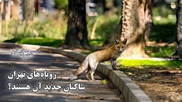 روباه‌‌ها ساکنان جدید تهران هستند؟ چرا به تازگی انقدر روباه دیده می‌شود / جاذبه توریستی یا تهدید پنهان؟ (فیلم)