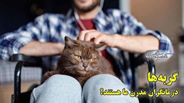 گربه‌ها درمانگران مدرن ما هستند؟ صدای خرخری که حالا آرامش بخش است (فیلم)