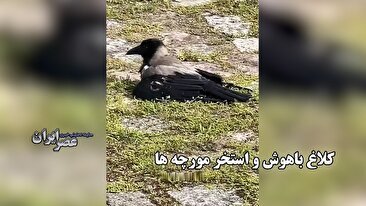 رفتار عجیب کلاغ‌ها: شیرجه به میان مورچه‌ها برای «درمان» (فیلم)  