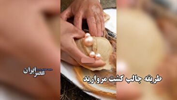 طریقه جالب کشت مروارید / همه مروارید‌هایی که دارید طبیعی نیستند! (فیلم)