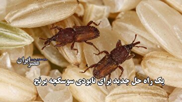 یک راه حل جدید برای نابودی سوسکچه برنج / مهمان ناخوانده روزهای گرم تابستان (فیلم)