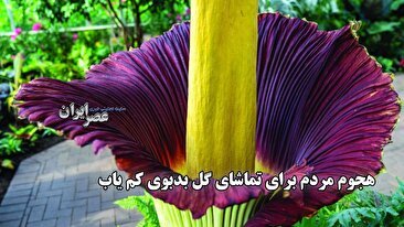 ترامپ: آیفون و محصولات سامسونگ خارج از آمریکا مشمول تعرفه 25 درصدی می‌شوند (فیلم)