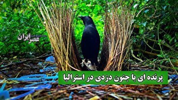 جنگل‌های استرالیا میزبان دزدان زیرک: پرندگان کریچ‌ساز و خانه‌های دزدی‌شان