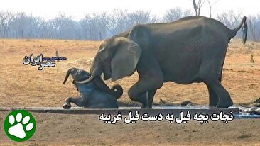 نجات معجزه‌آسای بچه فیل از کانال آبیاری توسط فیل دلسوز (فیلم)