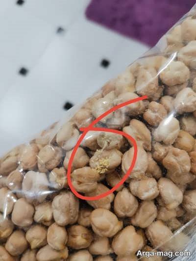 حشره زدن حبوبات