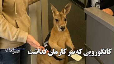 کانگوروی بلیط به دست و ویدئوهای جعلی هوش مصنوعی که جهان را فریب داد (فیلم)