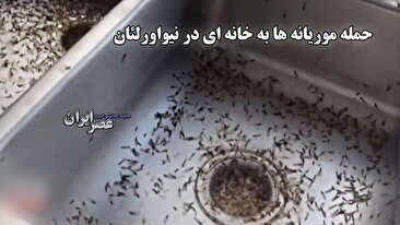 حمله وحشتناک موریانه‌ها به خانه‌ای در حومه نیواورلئان (فیلم)