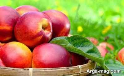 تعبیر خواب شلیل چیست؟ دیدن شلیل در خواب چه مفهومی دارد؟