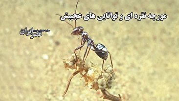 مورچه نقره ای و توانایی های عجیبش / قهرمانان بی‌رقیب صحرای سوزان (فیلم)