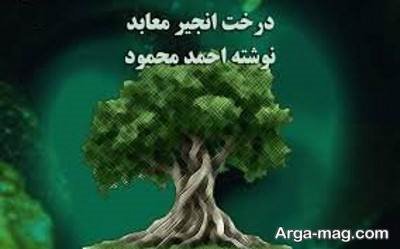 گزیده بهترین جملات کتاب درخت انجیر معابد نوشته احمد محمود