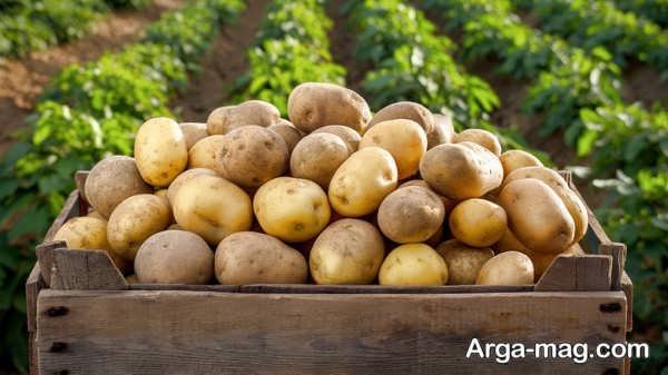 مکان های مناسب برای قرار دادن سیب زمینی