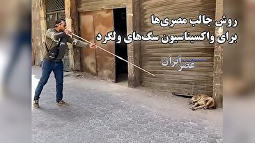 روش جالب مصری‌ها برای واکسیناسیون سگ های ولگرد (فیلم)