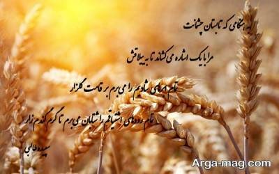 متن درباره گندم با مفاهیم ناب