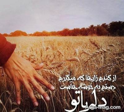 متن دلنشین در مورد گندم