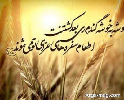 متن ناب در مورد گندم