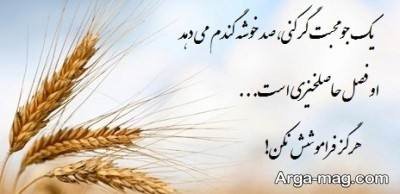 متن زیبا در مورد گندم