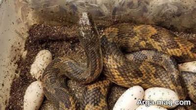 تعبیر خواب تخم مار چیست؟ تفسیر کامل از دید معبران