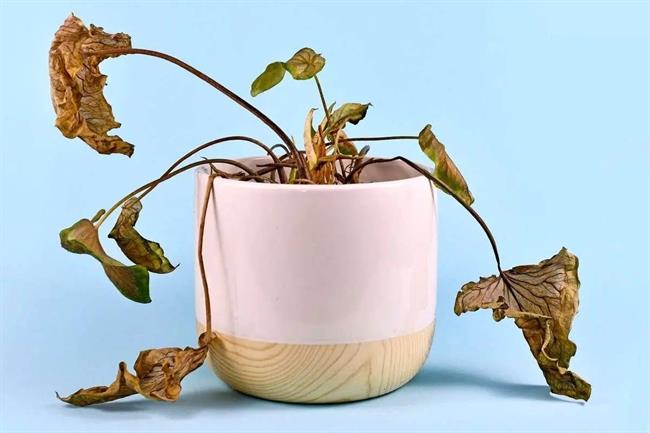 6 نشانه‌ای که باید گیاه آپارتمانی‌تان را دور بیندازید