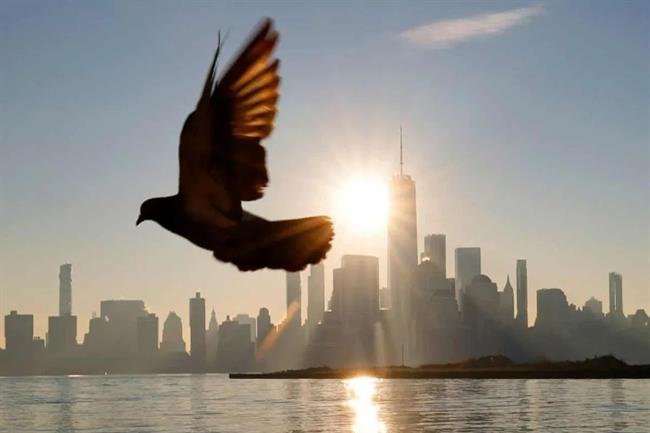 کدام عضو مرموز پرندگان نقش قطب‌نما را دارد؟ بالاخره بعد از 143 سال پاسخ را می‌دانیم