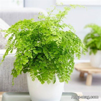 خواص پرسیاوشان؛ از پاکسازی بدن تا آرامش اعصاب