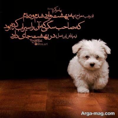 حدیث ناب در مورد سگ