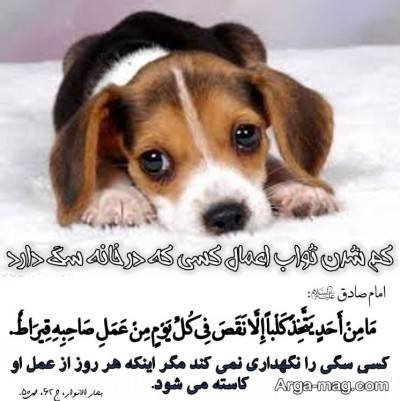 حدیث درباره سگ با مفاهیم ناب