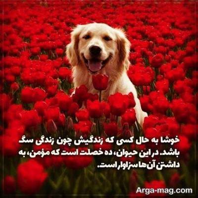 حدیث دلنشین در مورد سگ