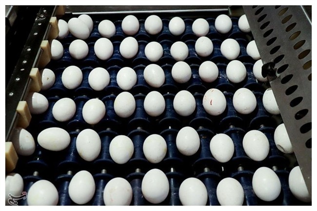 قیمت جدید تخم مرغ اعلام شد