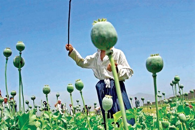 ناترازی تریاک در صنعت دارو