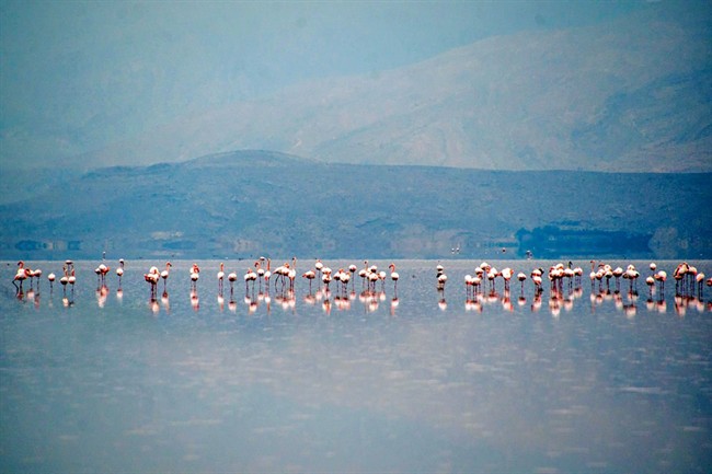 مهارلو جان گرفت