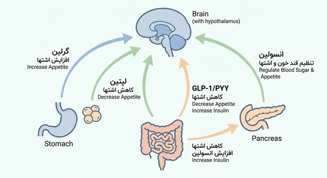 تیرزپاتاید چگونه عمل می‌کند