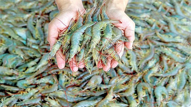 افزایش 37درصدی تولید میگو