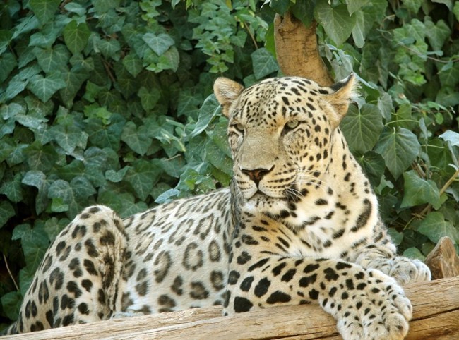 ثبت تصویر پلنگ ایرانی در پارک ملی لار+ عکس