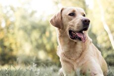 خوشحالی یک سگ بی‌خانمان با هدیه‌ای کوچک در بازار کریسمس (فیلم)