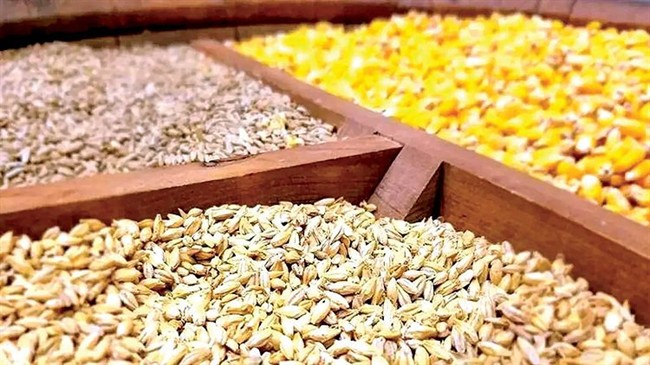 ثبات بازار نهاده‌های دامی، نیازمند رویکرد برنامه‌محور