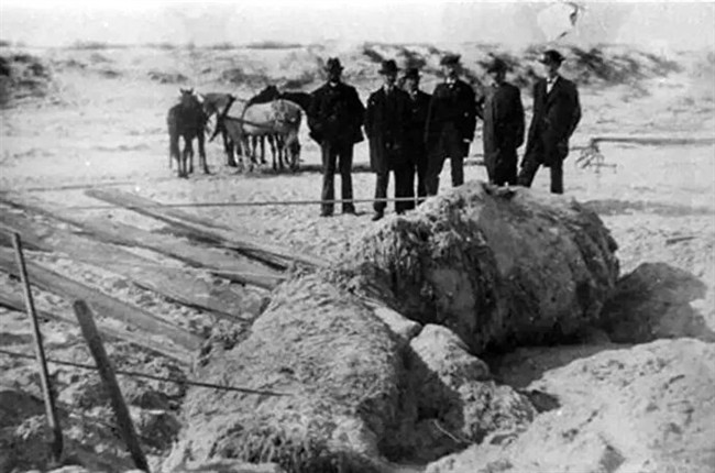 موجودات عجیبی که از تاریک‌ترین نقاط اقیانوس به خشکی آمدند