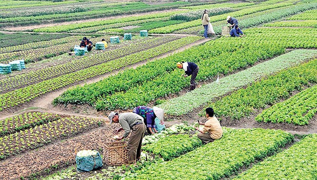 تخصیص 600 همت به بخش کشاورزی