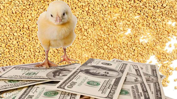 قیمت نهادهها پساز حذف ارز ترجیحی مشخص شد