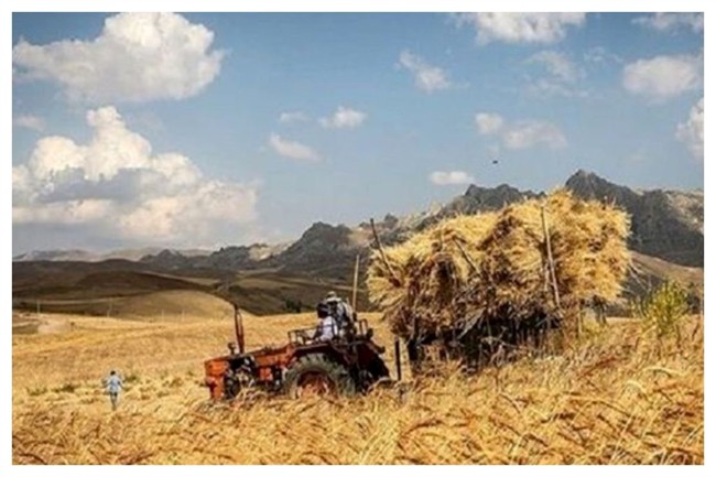 گندم گران می‌شود+ جزئیات