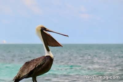 آشنایی با تعبیر خواب پلیکان در شرایط متفاوت