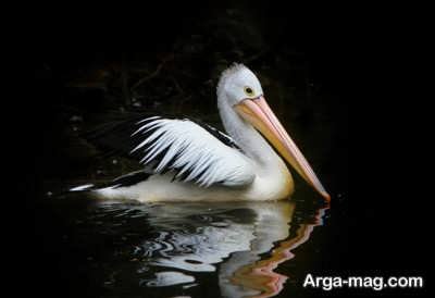 تعبیر خواب پلیکان