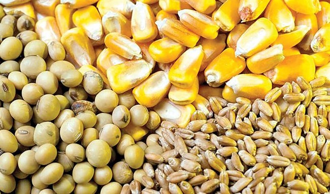 تخصیص 70 همت برای تامین سرمایه در گردش دامداران و مرغداران