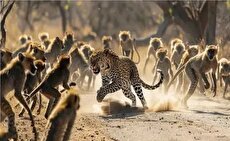 حمله وحشیانه 50 بابون به دو یوزپلنگ روی پل