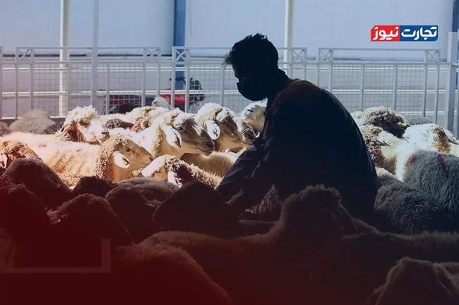 قیمت دام زنده امروز 29 مرداد