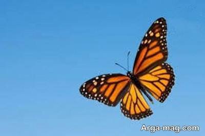 انشا دلنشین در مورد پروانه