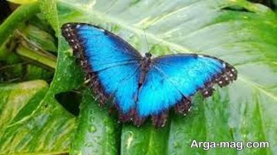 انشا ناب در مورد پروانه