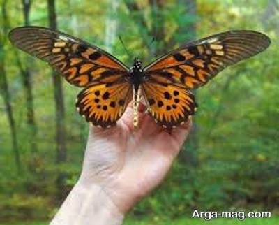 انشا ناب در مورد پروانه