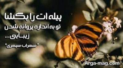 انشا زیبا در مورد پروانه