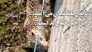 وقتی پلنگ‌ها به روستا می‌آیند... این خبر خیلی بد است