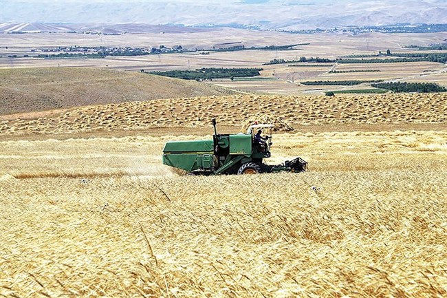 ضرورت بازنگری در قیمت گندم